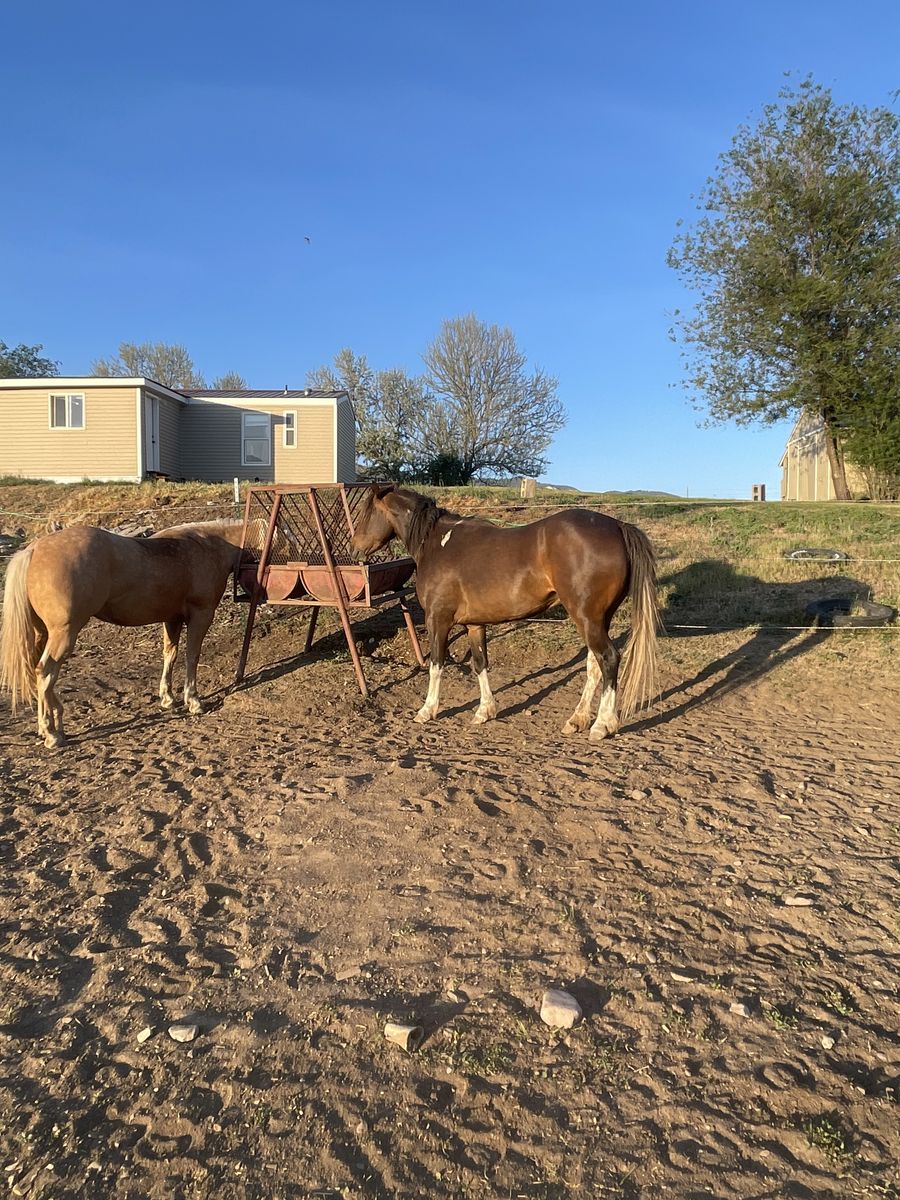 3yr old pony