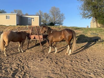 3yr old pony