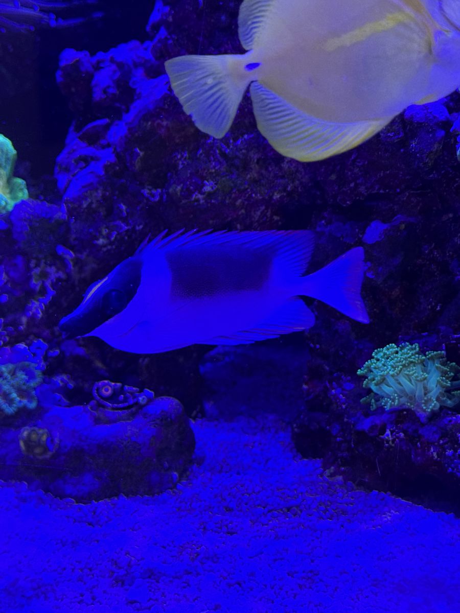 Magnificent Foxface Rabbitfis