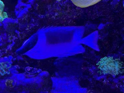 Magnificent Foxface Rabbitfis