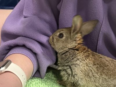 Baby bunny
