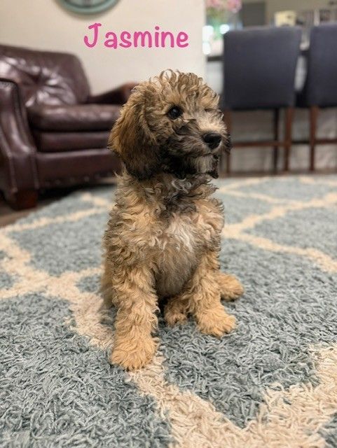 AKC Mini poodle girl