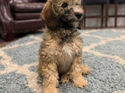 AKC Mini poodle girl