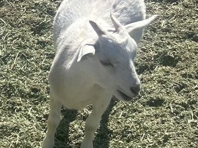 Nigerian/Nubian doeling