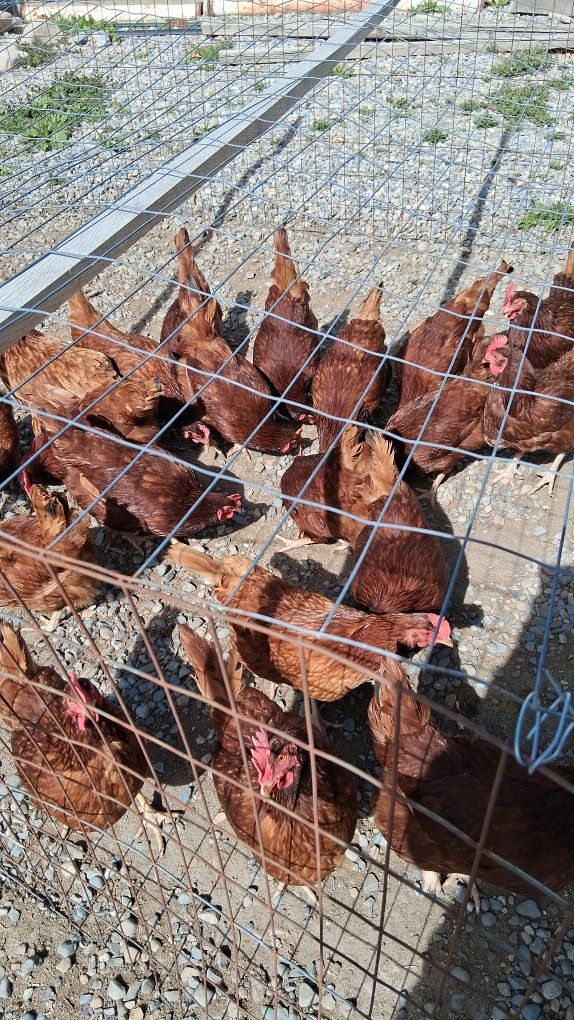 Rhode Island Red laying hens