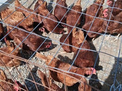 Rhode Island Red laying hens