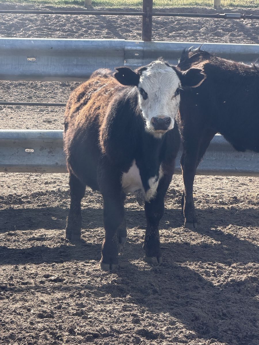 580 Pound Grass Heifer