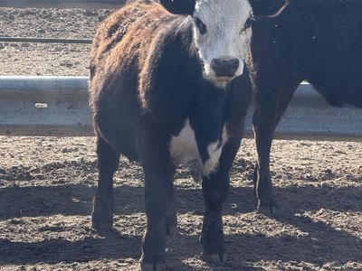 580 Pound Grass Heifer