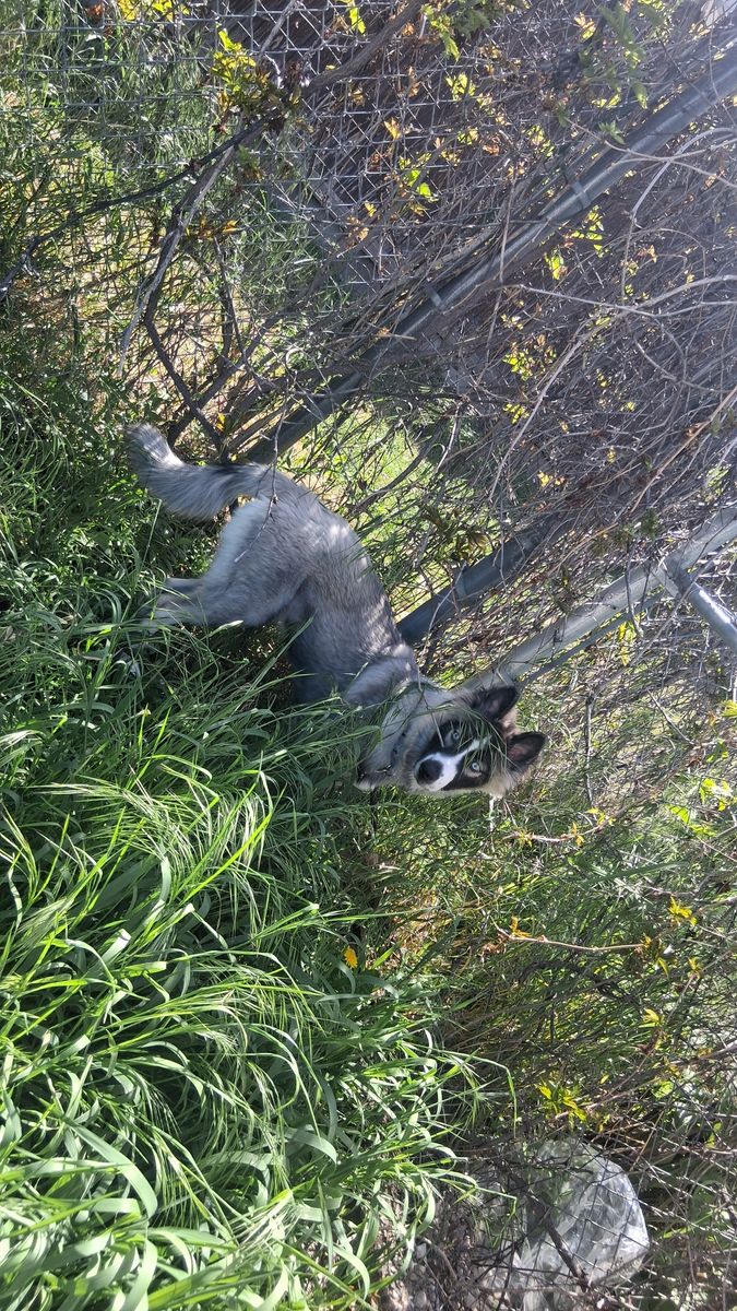 Full breed husky named bruce