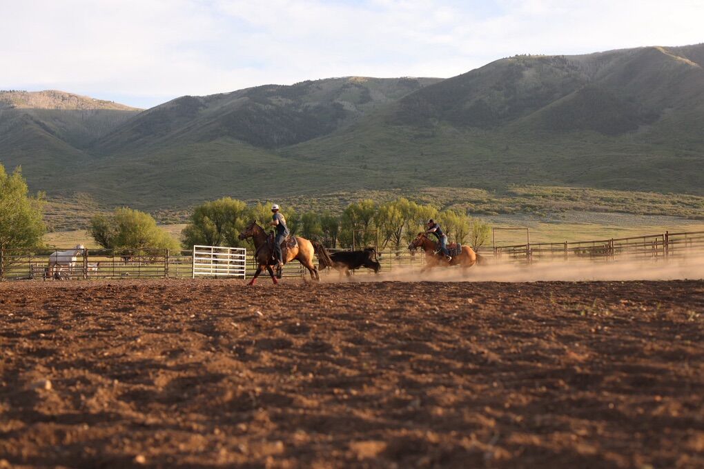 Colt Starting and Tuneups