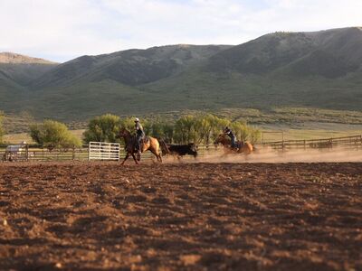 Colt Starting and Tuneups