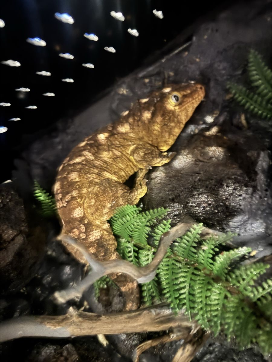 Leachie Gecko