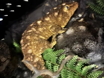 Leachie Gecko