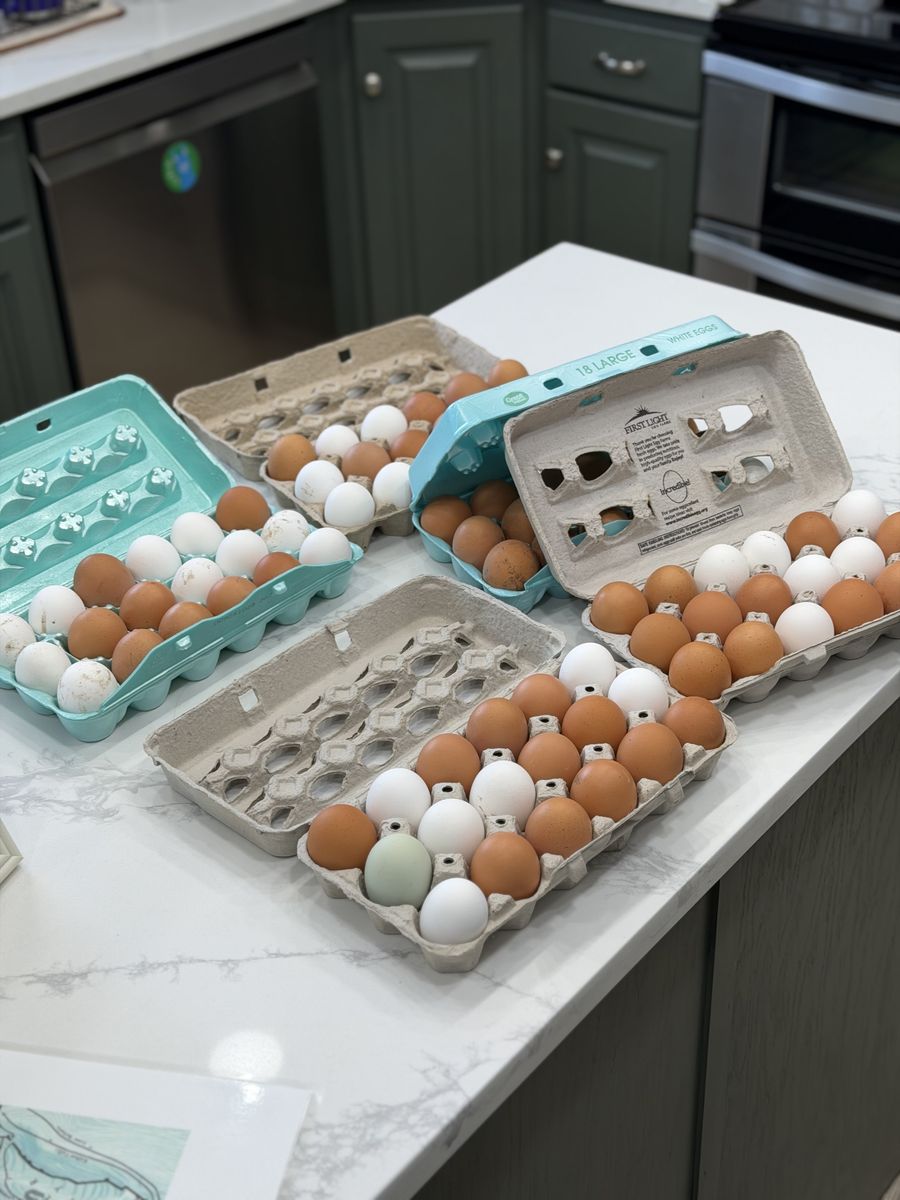 Fresh unwashed eggs for eating