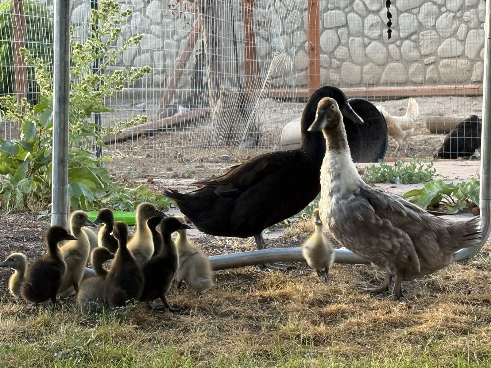 Ducklings  - Farm Raised