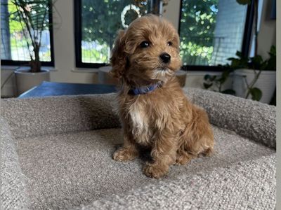 Darling Tiny no Shedding Goldendoodle Puppies