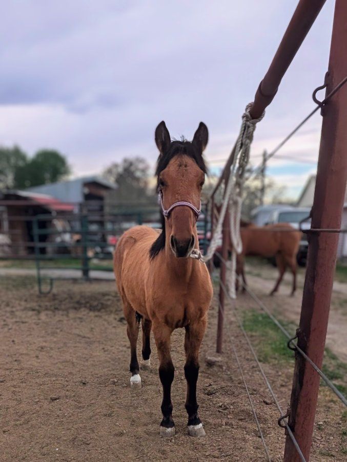 Bay Dun Morgan Filly