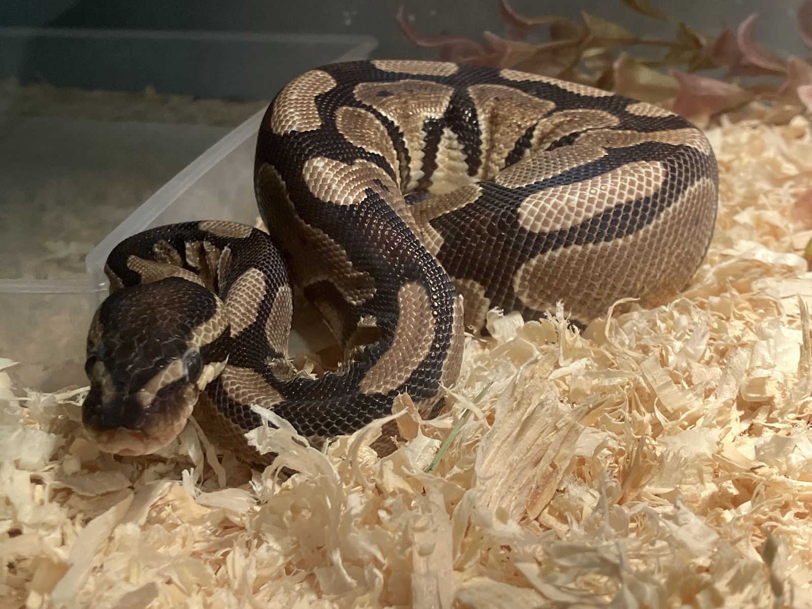 Juvenile Ball Python and setup