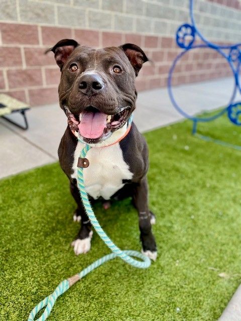 A126833 Zeus is Available for Adoption!