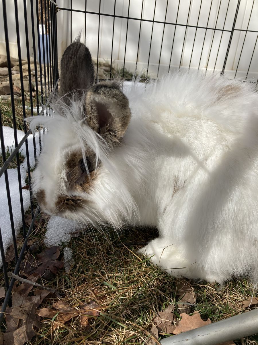 Cute male lionhead mix bunny