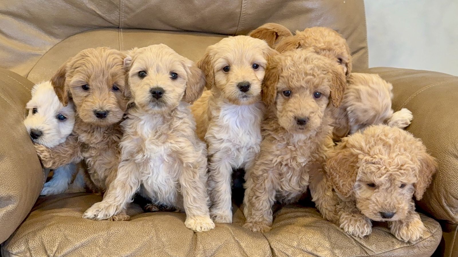 Mini Goldendoodle Puppies