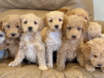 Mini Goldendoodle Puppies