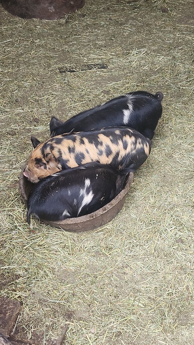 Kunekune piglets