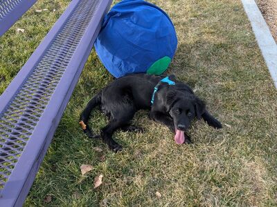 golden retriever border collie mix