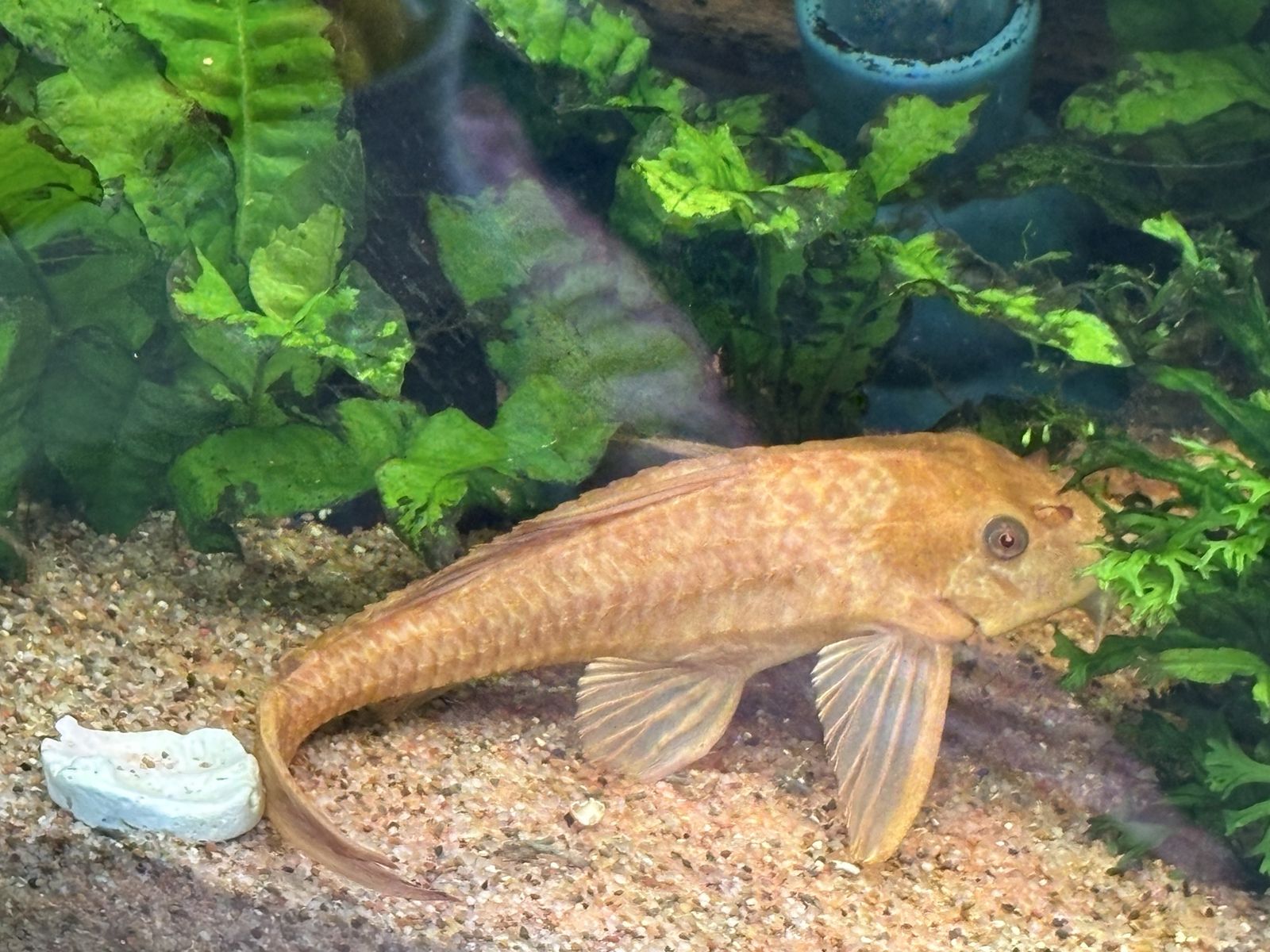 Red Eye plecos