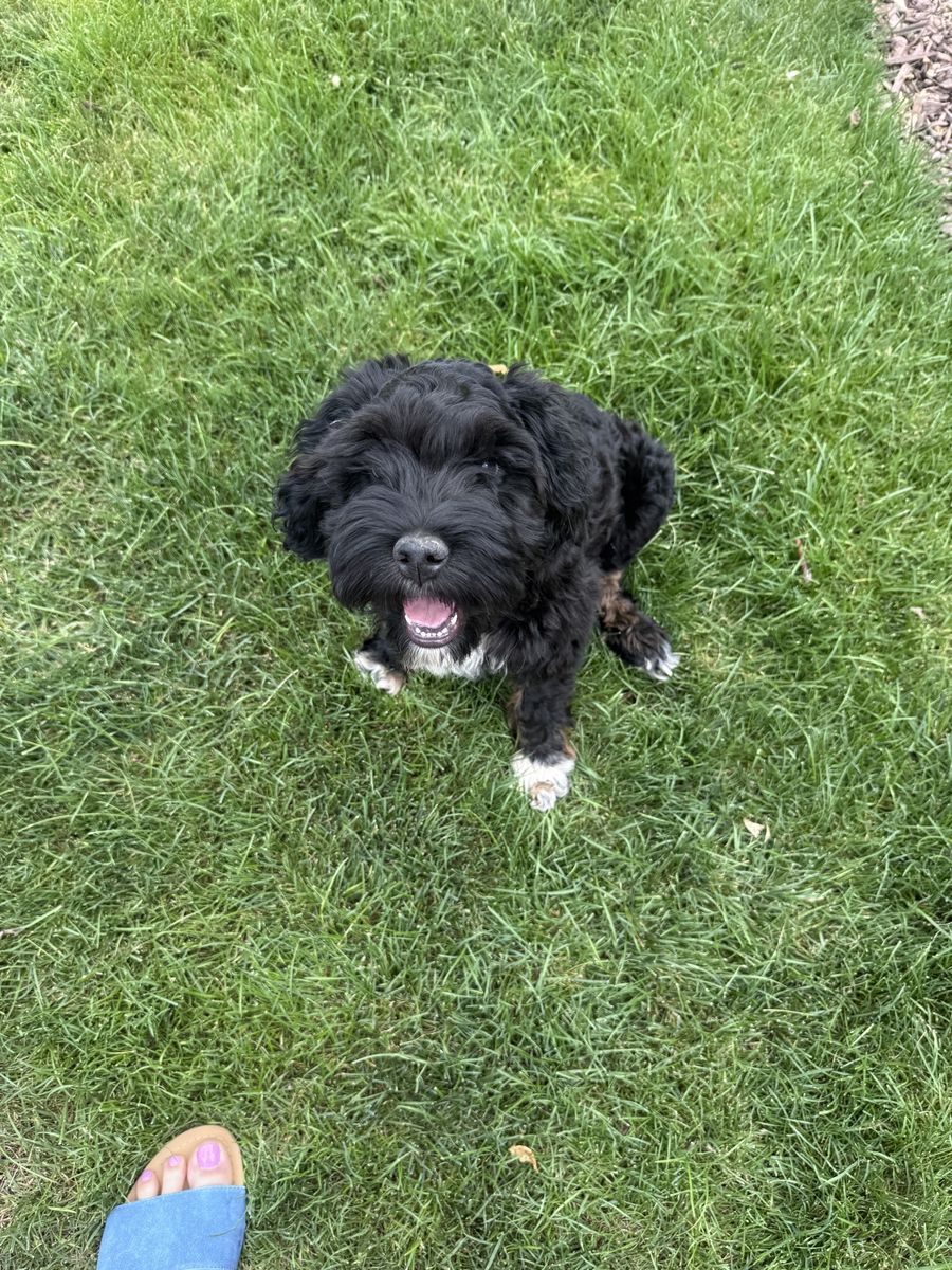 Aussie Cockapoo Puppy for Sale