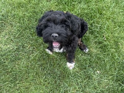 Aussie Cockapoo Puppy for Sale