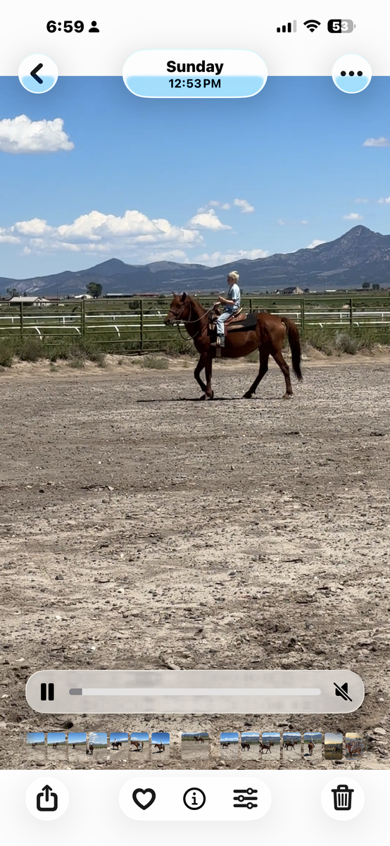  KID AND BEGINNER FRIENDLY MARE- DELIVERY AVAILABLE FOR A FEE