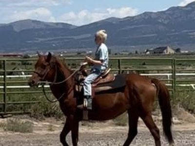 KID AND BEGINNER FRIENDLY MARE- DELIVERY AVAILABLE FOR A FEE