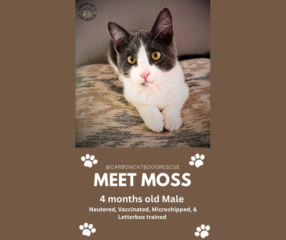 Moss