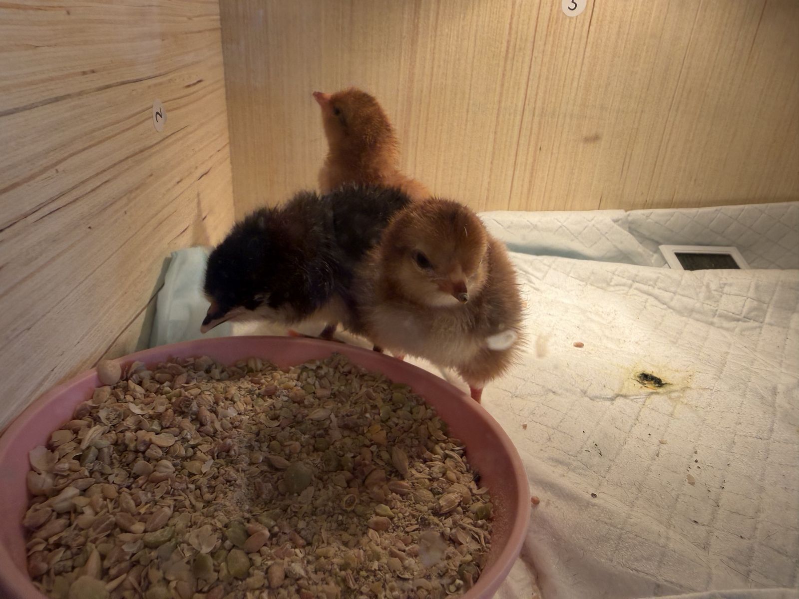 Chicks