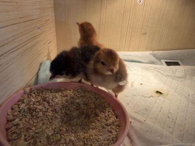 Chicks
