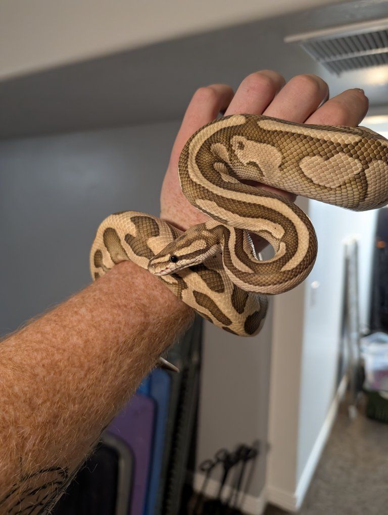 Lesser, Leopard, pastel ball python (M)