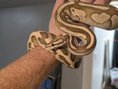 Lesser, Leopard, pastel ball python (M)
