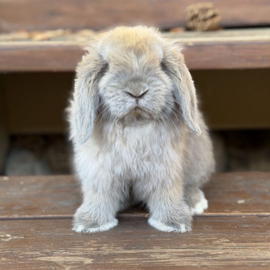 Holland Lop Buck