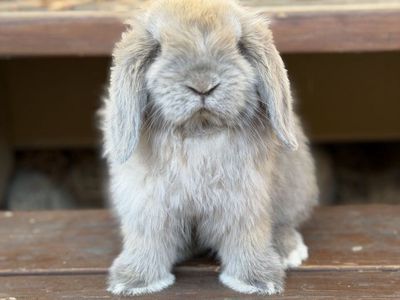 Holland Lop Buck
