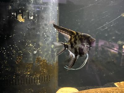 marble angle fish