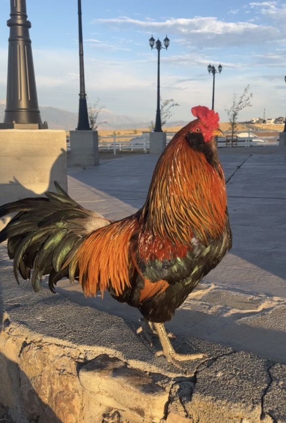 Roosters for sale