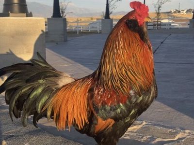 Roosters for sale