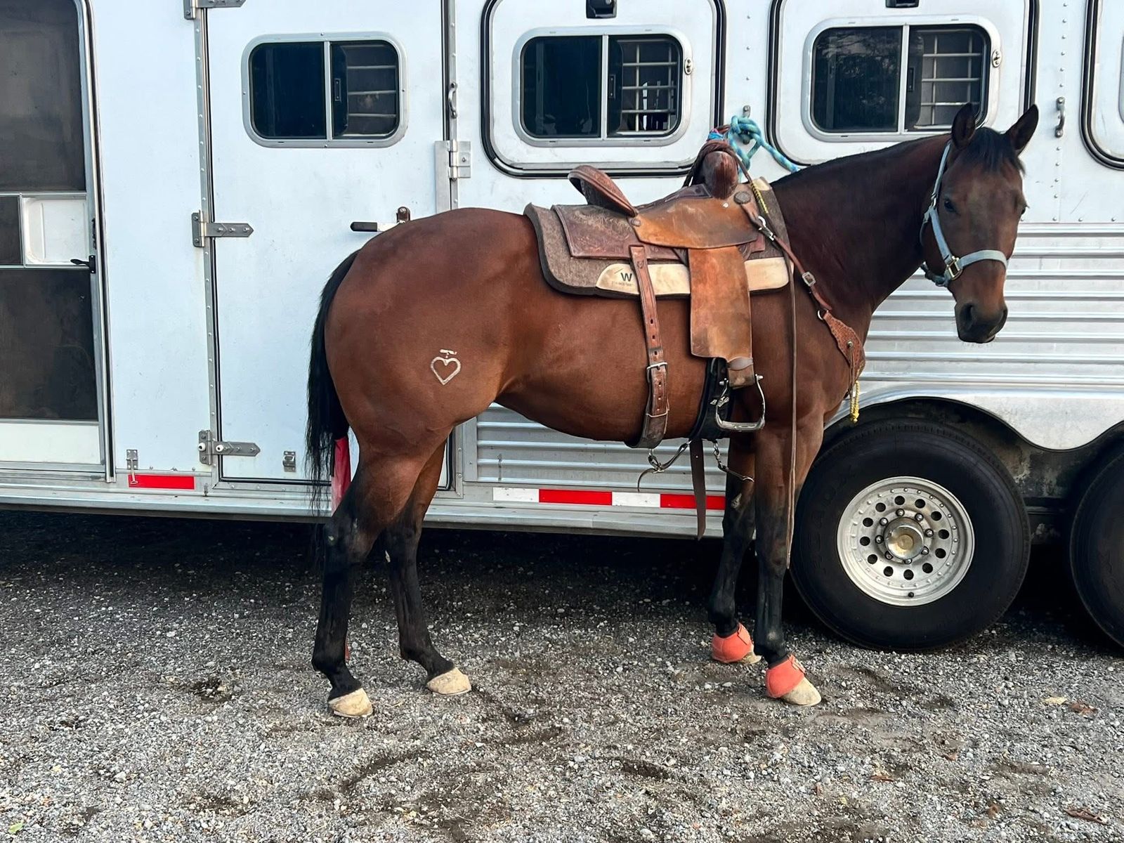 Barrel Horse