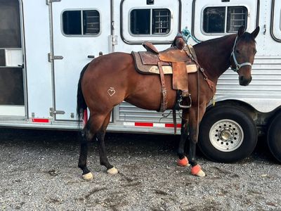 Barrel Horse