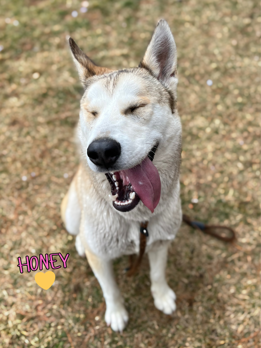 Amazing Dogs Ready for Adoption! Brigham City Animal Shelter!