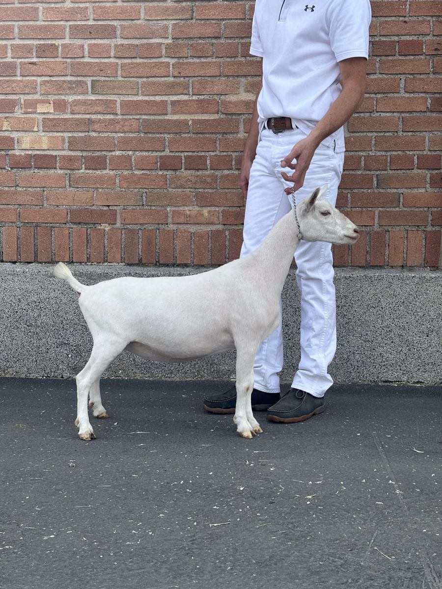 ADGA Registered Nigerian Dwarf Doe