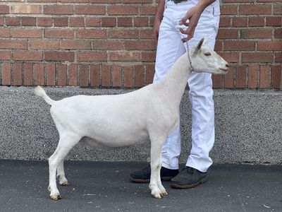 ADGA Registered Nigerian Dwarf Doe