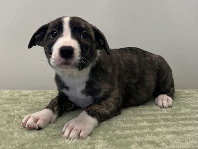 Hello my name is Vera Wag