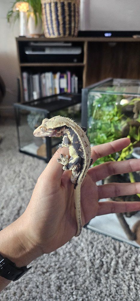 Male crested gecko